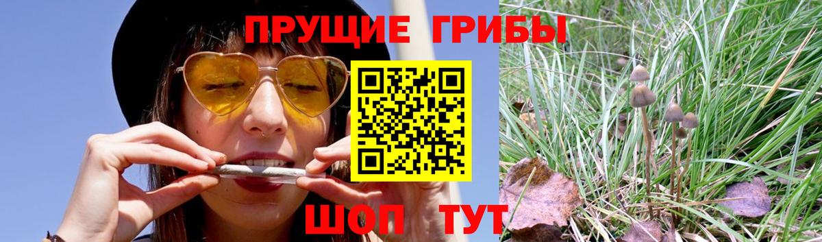 Бошки Шишки Бор